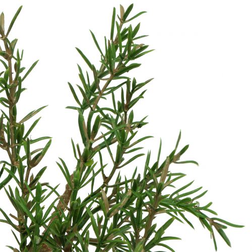 Floristik24 Branche de romarin 36cm 3pcs