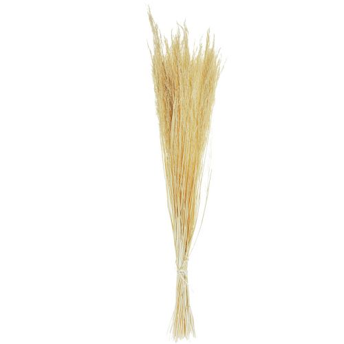 Floristik24 Herbe courbée Agrostis Capillaris Herbe Sèche Blanchie 65cm 80g