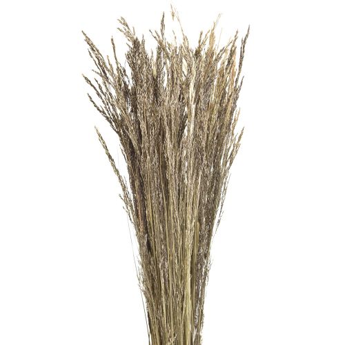 Floristik24 Herbe courbée Agrostis Capillaris Herbe Sèche Nature 60cm 80g