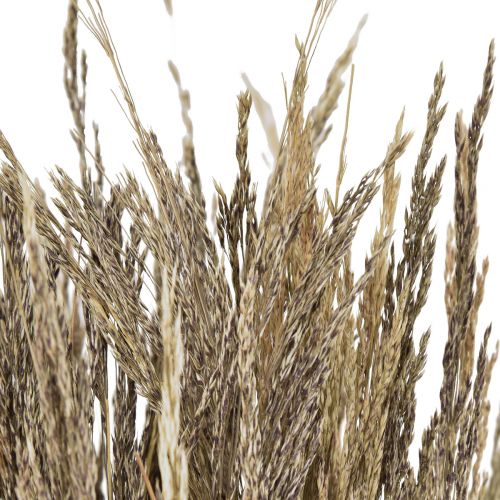 Floristik24 Herbe courbée Agrostis Capillaris Herbe Sèche Nature 60cm 80g