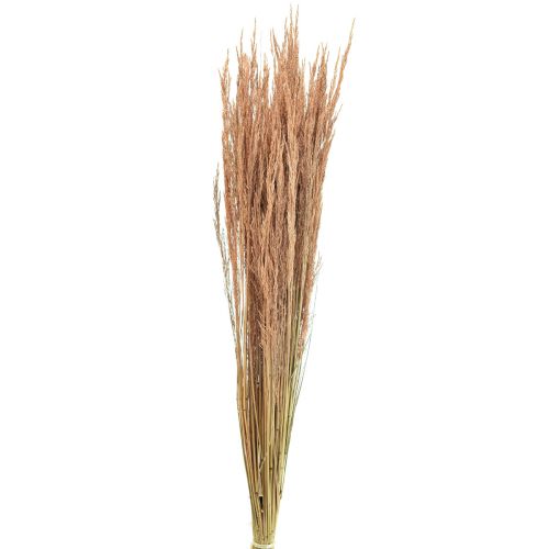 Article Herbe courbée rouge Agrostis Herbe sèche rouge brun 65cm 80g