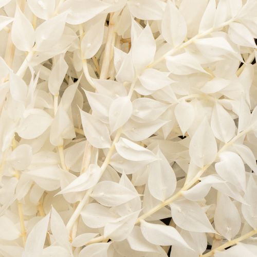 Article Branches de Ruscus branches décoratives fleurs séchées blanchies 10 pcs