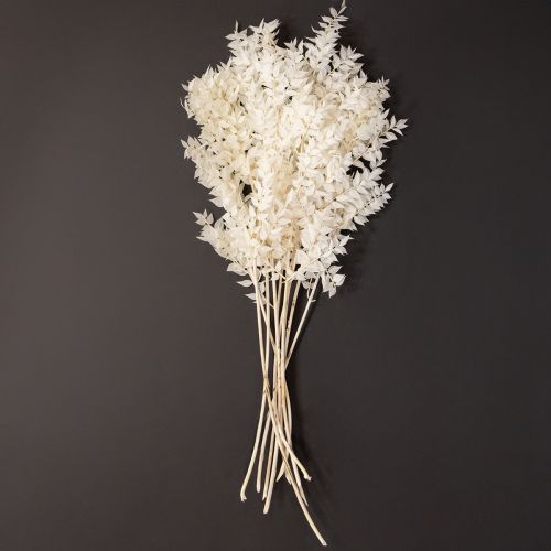 Article Branches de Ruscus branches décoratives fleurs séchées blanchies 10 pcs