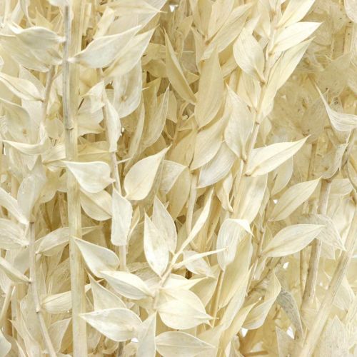 Floristik24 Brindilles de Ruscus brindilles déco fleurs séchées crème 200g