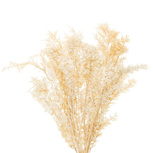 Branche de ruscus séché, blanchi, 200 g acheter | Floristik24.be