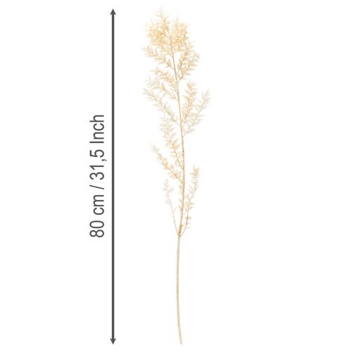 Branche de ruscus séché, blanchi, 200 g | Floristik24.be