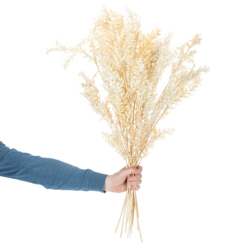 Branche de ruscus séché, blanchi, 200 g | Floristik24.be