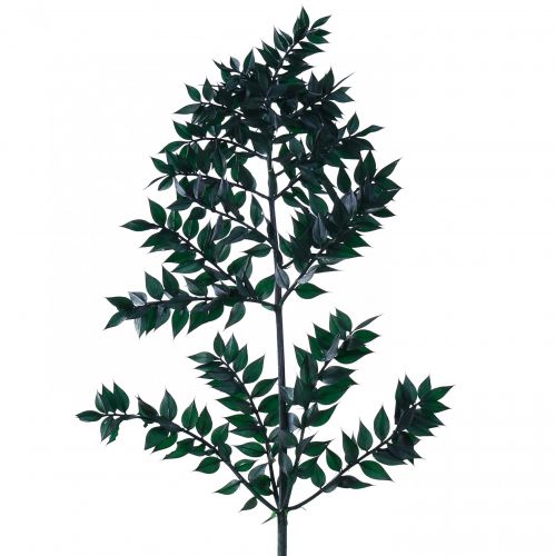 Floristik24 Branches décoratives vertes Ruscus vert foncé 75-95cm 1kg