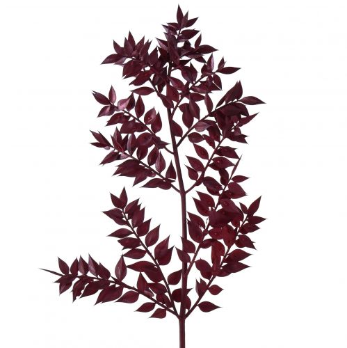 Floristik24 Branches décoratives Ruscus Red séchées rouge foncé 75-95cm 1kg