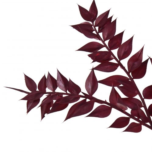 Article Branches décoratives Ruscus Red séchées rouge foncé 75-95cm 1kg