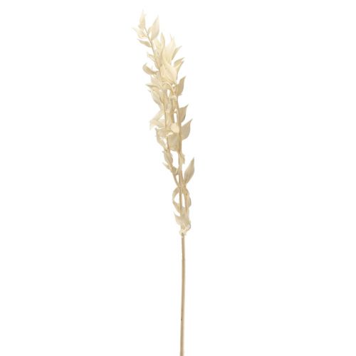 Article Branche décorative séchée Ruscus Ruscus blanchi 62cm 1 pièce