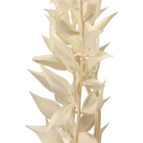 Article Branche décorative séchée Ruscus Ruscus blanchi 62cm 1 pièce
