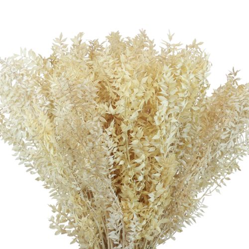 Branches décoratives séchées Ruscus Ruscus blanchies 1kg