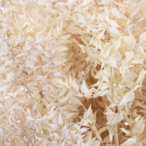 Branches décoratives séchées Ruscus Ruscus blanchies 1kg