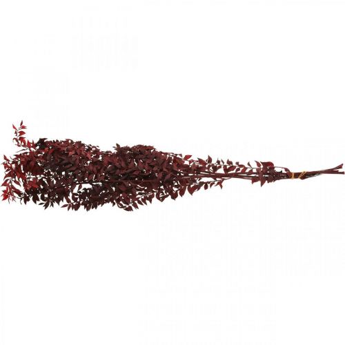 Floristik24 Ruscus séché, fleuristerie sèche, myrte épineux rouge L58cm 30g