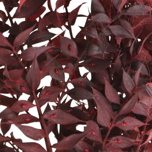 Floristik24 Ruscus séché, fleuristerie sèche, myrte épineux rouge L58cm 30g