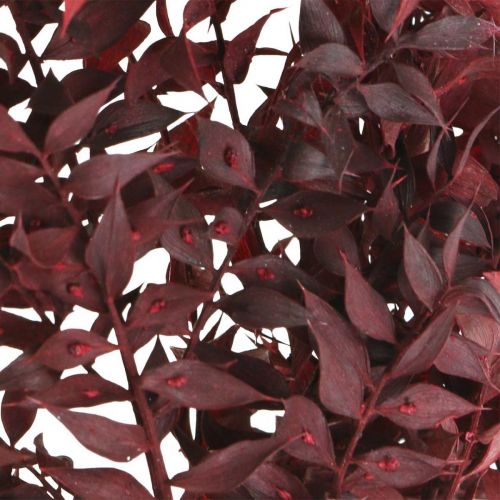 Article Ruscus séché, fleuristerie sèche, myrte épineux rouge L58cm 30g