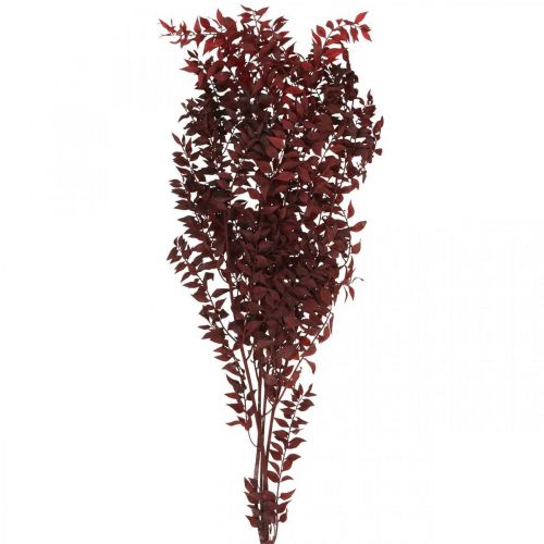 Floristik24 Ruscus séché, fleuristerie sèche, myrte épineux rouge L58cm 30g