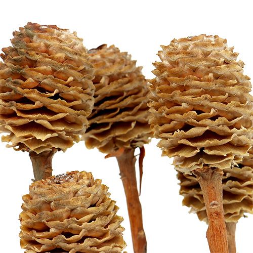 Article Sabulosum 4-6 têtes par branche 25 pcs
