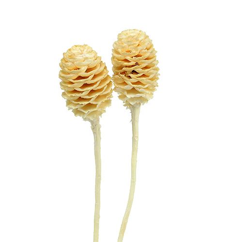 Floristik24 Sabulosum II blanchi 25 pcs