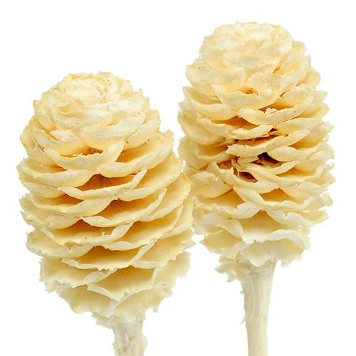 Article Sabulosum II blanchi 25 pcs