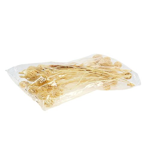 Article Sabulosum II blanchi 25 pcs