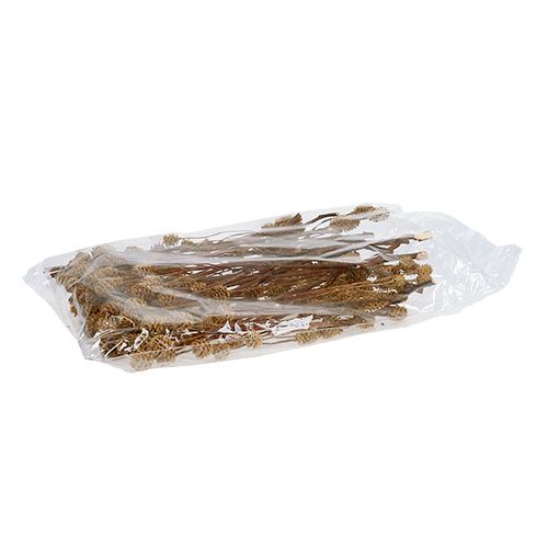 Article Branche de Salignum fleurs de leucadendron légères sur la branche 25 pcs
