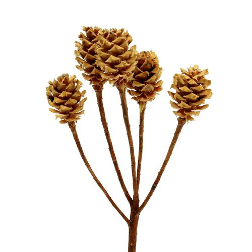 Article Salignum light 4-6 fleurs sur la branche de Leucadendron 100 pièces