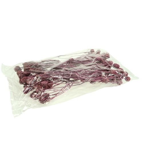 Article Salignum mûre givrée 25 pcs