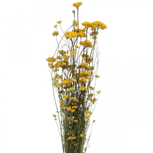 Floristik24 Botte d'arbuste curry, fleur séchée jaune, soleil d'or, hélichryse d'Italie L58cm 45g