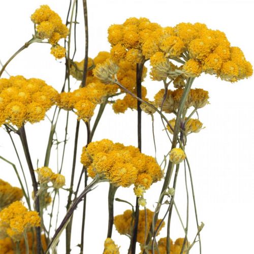 Floristik24 Botte d'arbuste curry, fleur séchée jaune, soleil d'or, hélichryse d'Italie L58cm 45g