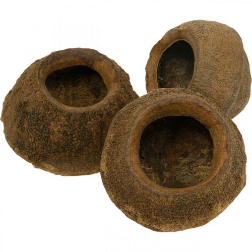 Floristik24 Pot de Plante Noix Paradis Sapucaia Naturel Ø14cm H10cm 3 pcs
