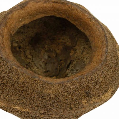 Floristik24 Pot de Plante Noix Paradis Sapucaia Naturel Ø14cm H10cm 3 pcs
