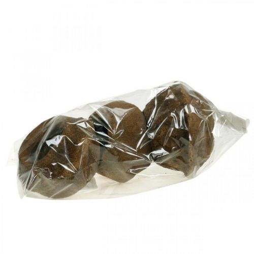 Floristik24 Pot de Plante Noix Paradis Sapucaia Naturel Ø14cm H10cm 3 pcs