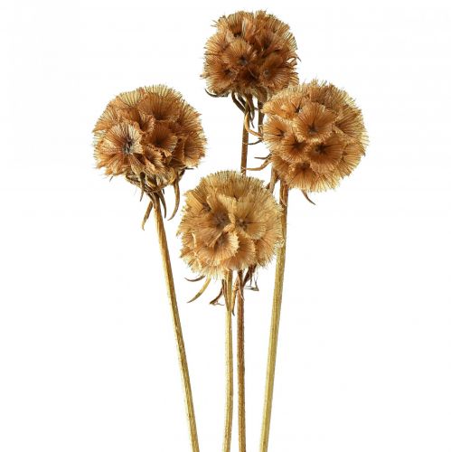 Article Scabiosa fleurs séchées naturelles séchées Scabiosa H50cm 100g