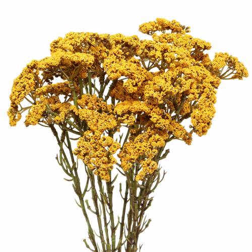 Floristik24 Yarrow artificiel jaune 74cm 3pcs