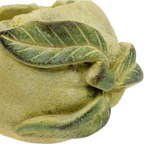 Floristik24 Bol en béton méditerranéen, citron décoratif, jardinière, jardinière L18,5cm