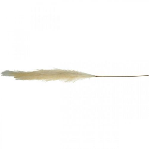 Floristik24 Plume Herbe Crème Chinois Reed Herbe Sèche Artificielle 100cm 3pcs