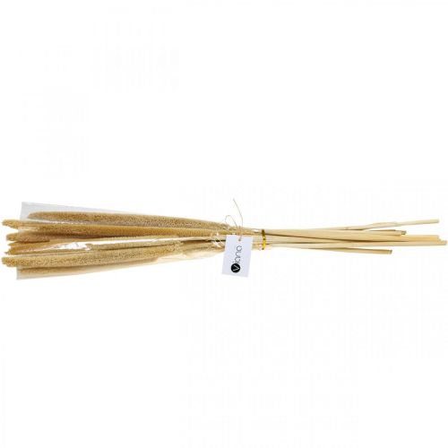 Floristik24 Épi de roseau déco herbe de roseau séchée naturelle H60cm bouquet
