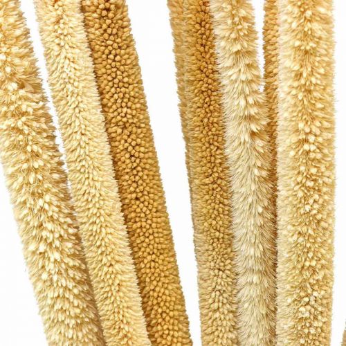 Floristik24 Épi de roseau déco herbe de roseau séchée naturelle H60cm bouquet