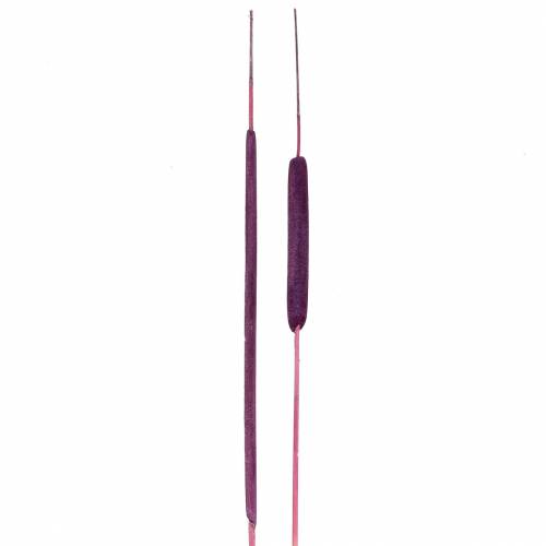 Floristik24 Epis de roseau Déco Violet Blanchies Tailles diverses 100pcs