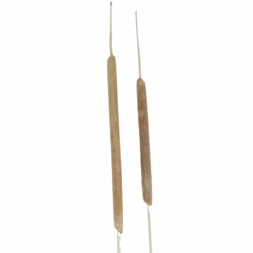 Floristik24 Epis de roseau Déco naturelle Blanchies Tailles diverses 100pcs