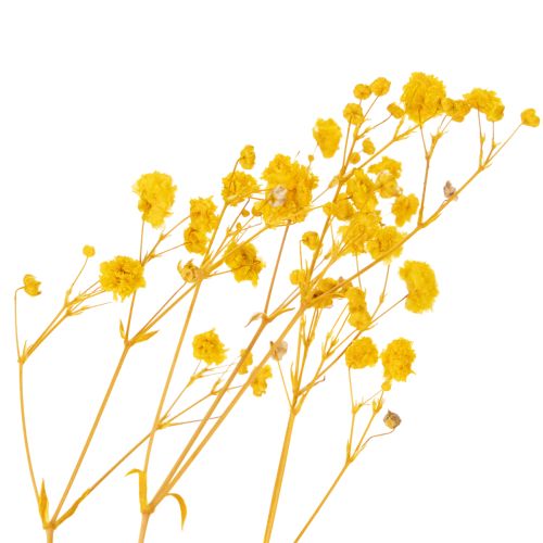 Article Bouquet de fleurs séchées avec gypsophile. Branches fleuries décoratives idéales pour la décoration de table saisonnière. 70 cm