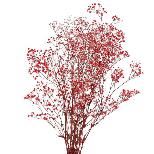 Floristik24 Gypsophile Gypsophile Fleurs Séchées Rouge 50cm 55g