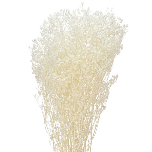 Floristik24 Gypsophile Blanc Herbes Séchées Décoration Crème 65-70cm 100g