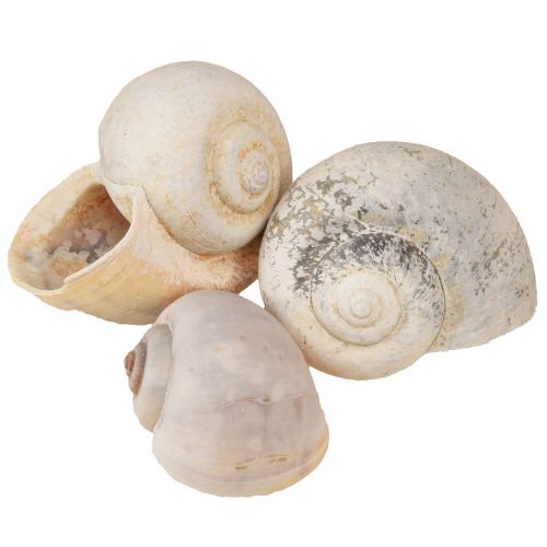Décoration d&#39;escargot coquilles d&#39;escargot escargot naturel vide 500g