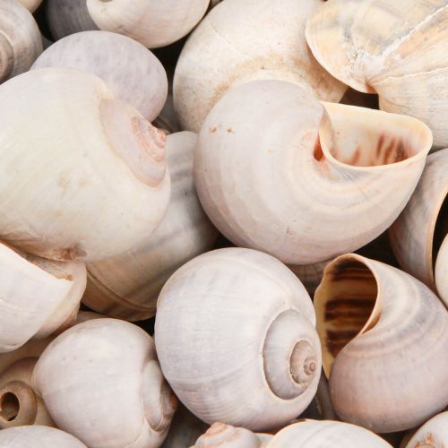 Floristik24 Décoration d&#39;escargot coquilles d&#39;escargot escargot naturel vide 500g