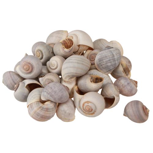 Floristik24 Décoration d&#39;escargot coquilles d&#39;escargot escargot naturel vide 500g