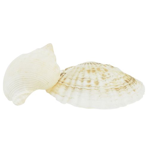 Article Décoration Coquille d'Escargot Décoration de Table Maritime Blanc Naturel 350g