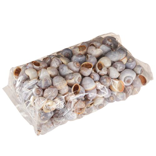 Article Coquilles d&#39;escargots nature 1kg